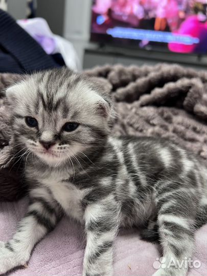 Шотландская