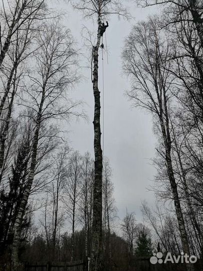 Спил и удаление деревьев