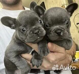 Французский бульдог щенки