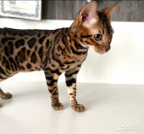 Бенгальский котенок мечта подарок на 1 сентября
