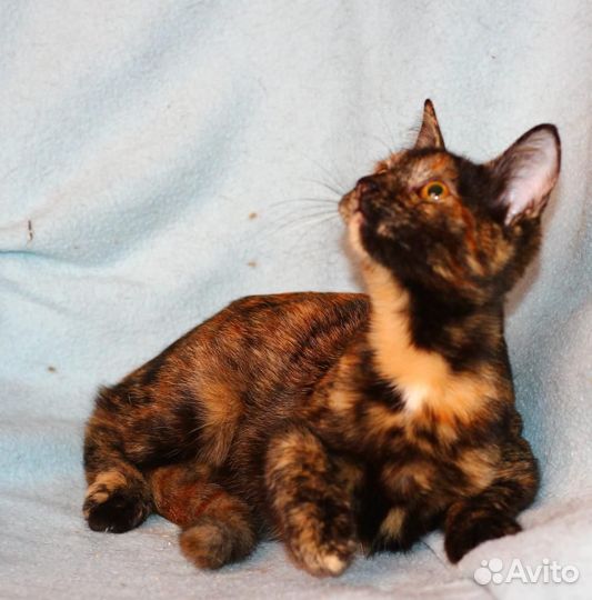 Кошка черепашковая в добрые руки, котенок
