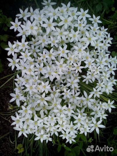 Птицемлечник (луковичный)