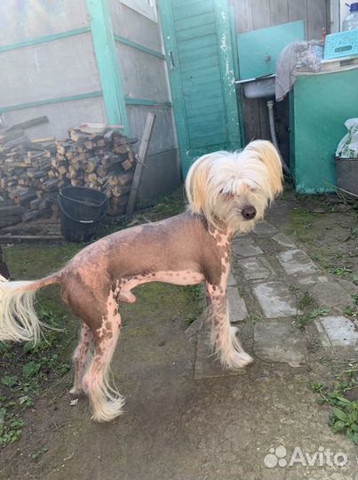 Вязка мальчик