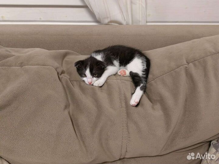 Кошка в дар бесплатно