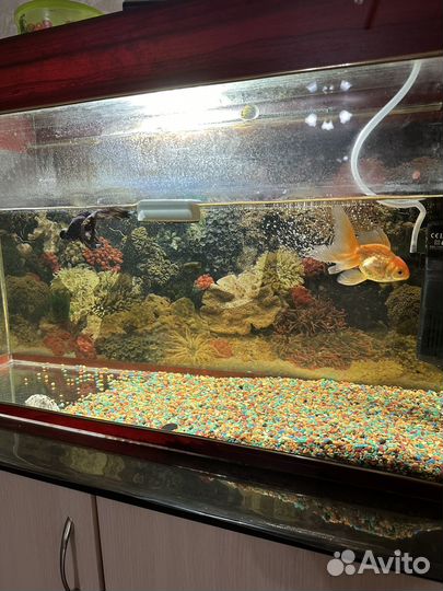 Аквариум с рыбками