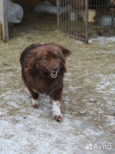 Красотка Мишель (из приюта)
