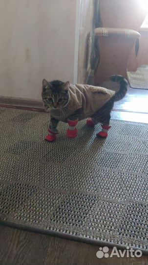 Вязка кошек бесплатно