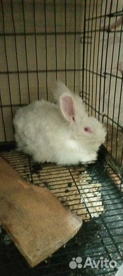 Немецкая ангора