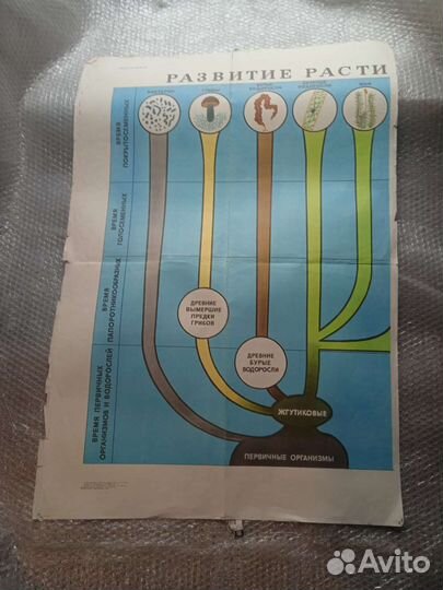 Учебные плакаты СССР ботаника разное