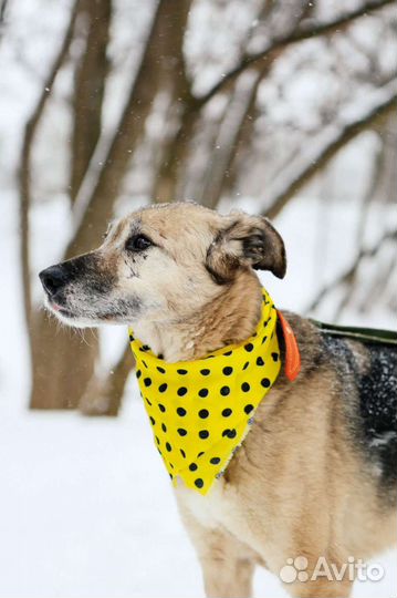 Собака во двор