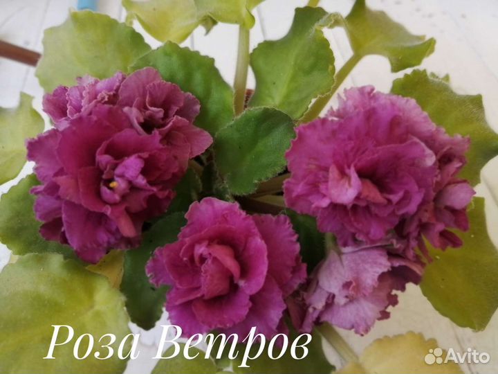 Фиалка листики