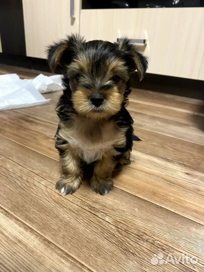 Щенки цветного йорка