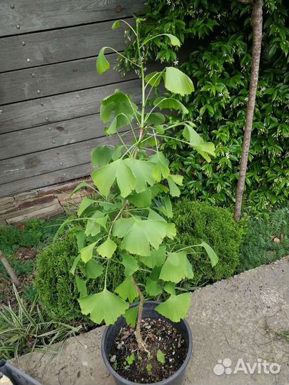 Взрослые и молодые Гинкго билоба