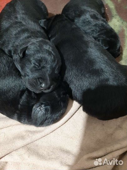 Щенки лабрадора бесплатно