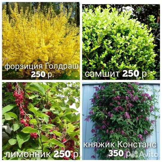 N7 кустарники