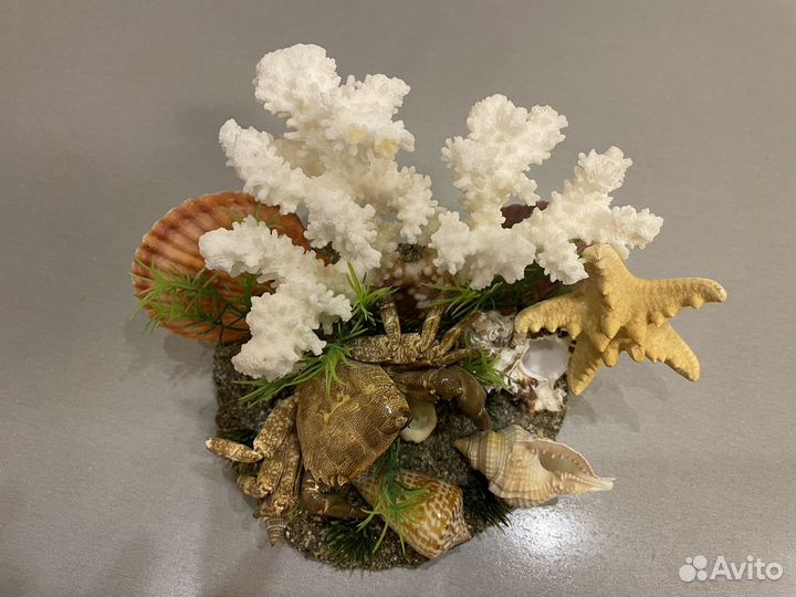 Ракушка морские