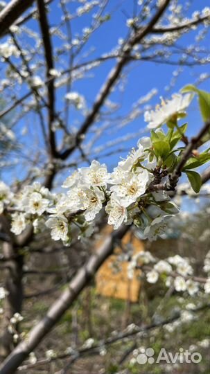 Саженцы яблони