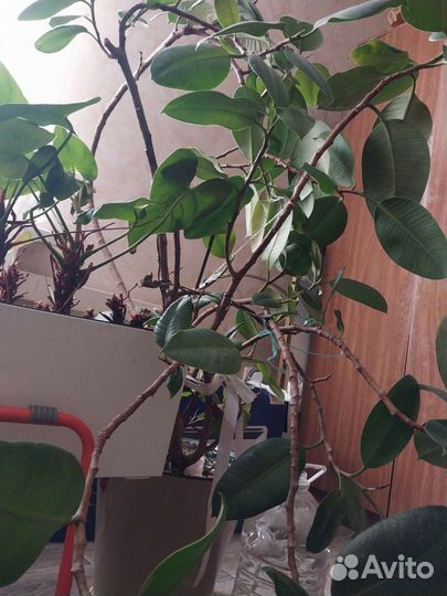 Фикус