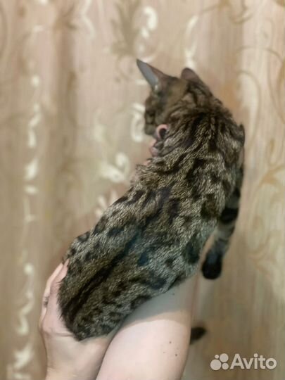 Абикун котята