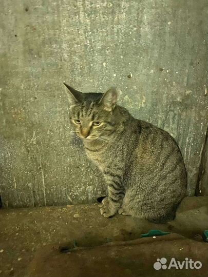 Три кошки и один кот, стерилизованные, ищут дом