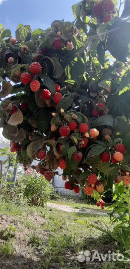 Сморода Малина Таруса