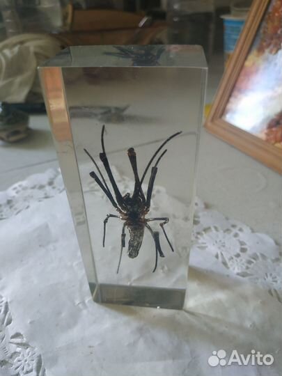 Оргстекло насекомое