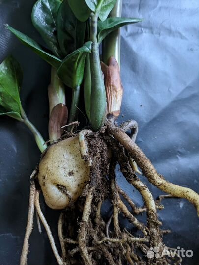 Замиокулькас зензи