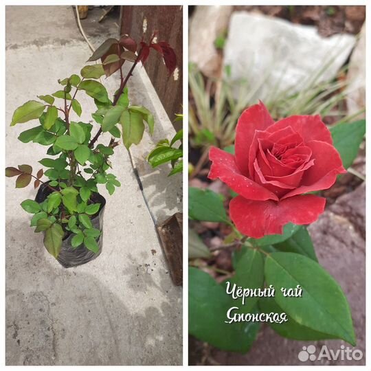 Двухлетние саженцы роз