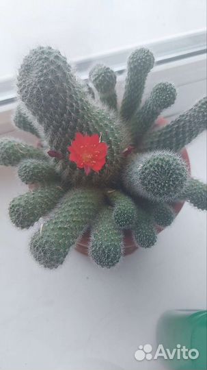 Кактус с красными цветками