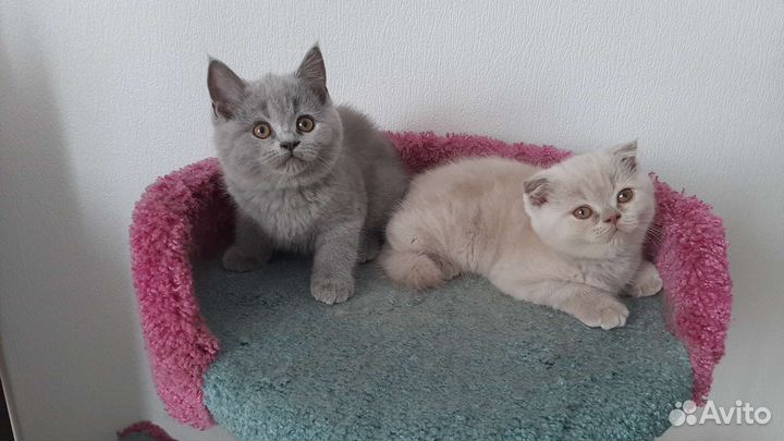 Шотландские вислоухие малыши и малышки