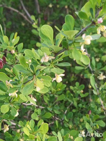 Кустарник декоративный Барбарис Тунберга