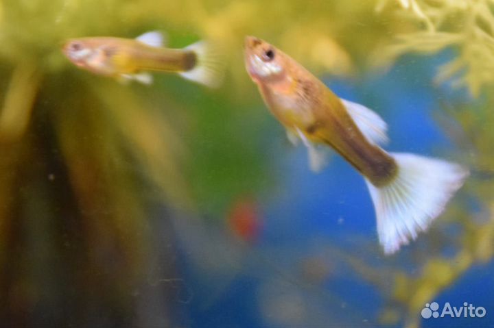 Гуппи Канадские