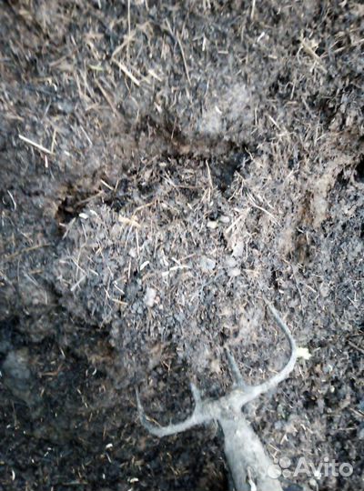 Навоз, перегной козий, бараний, овечий