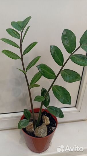 Долларовое дерево (замиокулькас)