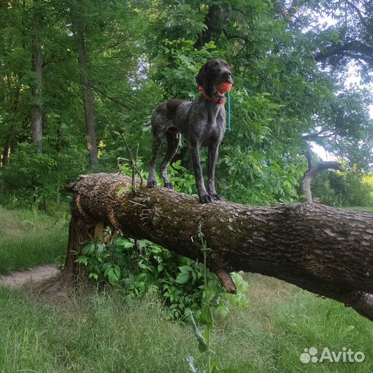 Дрессировка Собак окд, зкс, угс. Натаска Легавых