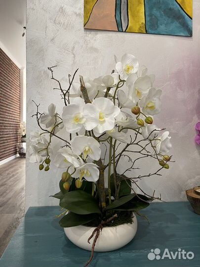 Орхидея фаленопсис