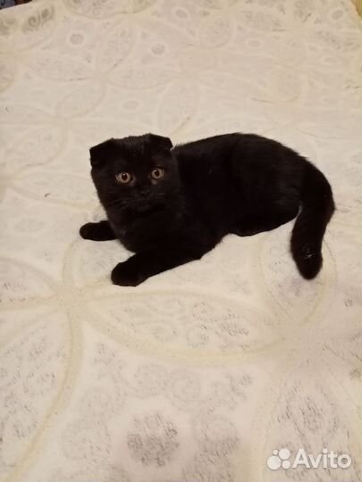 Британские котята