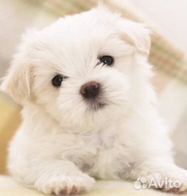 Мальтезе мальтийская болонка