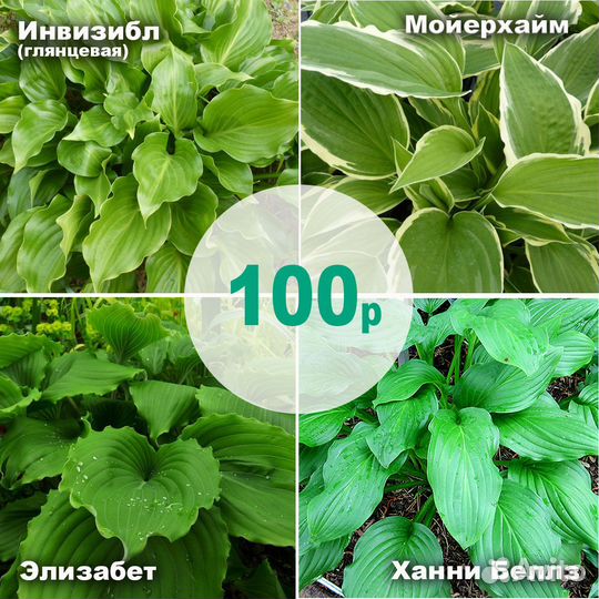 Обновление Сортовые хосты