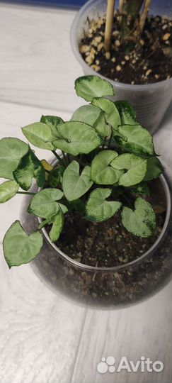 Сингониум Ангел Бэйби