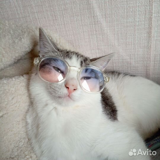 Котенок
