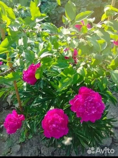 Пион Канзас