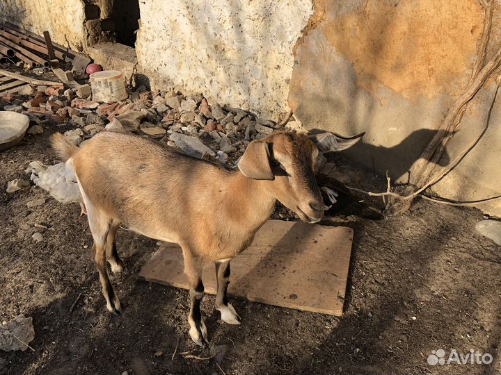 Возможен обмен
