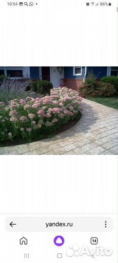 Растения садовые