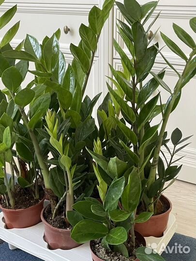 Замиокулькас