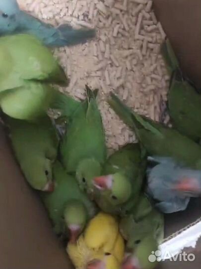 Выкормыши ожереловых попугаев