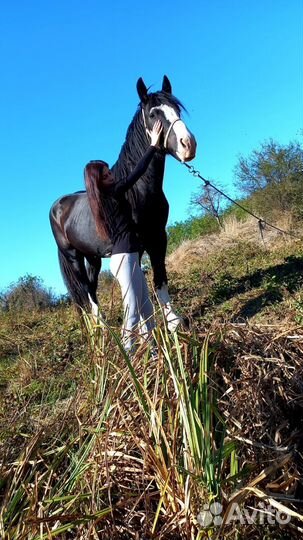 Жеребцы на покрытие