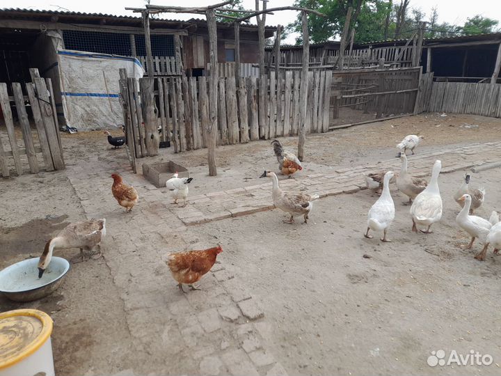 Гуси кури