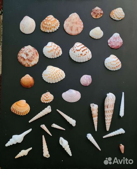 Морские ракушки