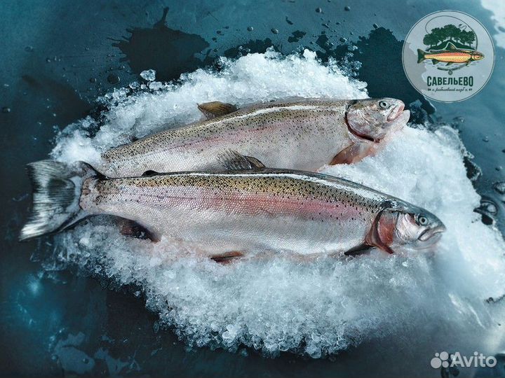 Свежая рыба, Форель охлажденная / от Производителя